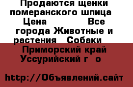 Продаются щенки померанского шпица › Цена ­ 45 000 - Все города Животные и растения » Собаки   . Приморский край,Уссурийский г. о. 